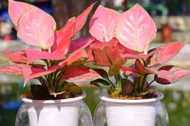 5 loại cây trồng cuối năm giúp chiêu tài lộc