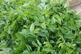 5 loại rau càng rẻ, càng dễ ngậm hóa chất 