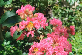 Lựa chọn cây cảnh phù hợp để thu hút vận khí tích cực