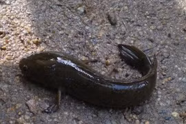 Loài cá trên núi cao cực hiếm, nửa triệu đồng/kg cũng khó mua