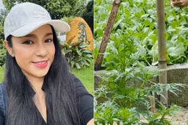 Mê mẩn nhà vườn 3.000m2 ngập tràn rau xanh của Việt Trinh