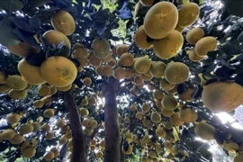 Bưởi Diễn vàng rực, trĩu quả 'xuống phố' đón Tết sớm 