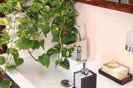 5 loại cây trồng trong phòng tắm vừa đẹp vừa hút khí xấu