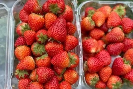 Dâu tây Trung Quốc bán đầy chợ, làm sao để phân biệt với dâu Mộc Châu? 