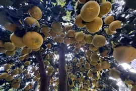 Bưởi Diễn vàng rực, trĩu quả 'xuống phố' đón Tết sớm 