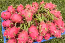 Thanh long Bình Thuận rớt giá sâu