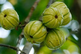 Quả dại trong rừng thành "mỏ tiền", gần 200.000 đồng/kg