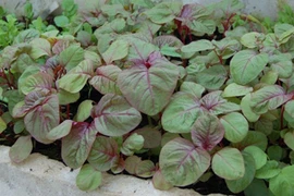 10 loại rau giàu canxi, cắm xuống đất lên vù vù 