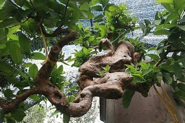Ổi bonsai mọc ngược được trả gần 1 tỷ chủ không bán 