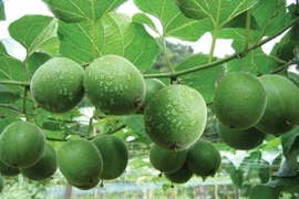 Loại quả leo hàng rào xưa không ai ngó, nay 350.000 đồng/kg