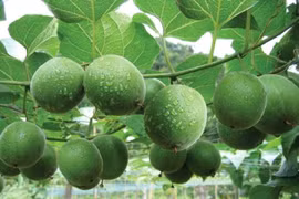 Loại quả leo hàng rào xưa không ai ngó, nay 350.000 đồng/kg