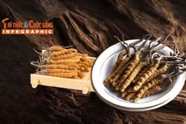 [INFOGRAPHIC] Đông trùng hạ thảo - loại nấm đắt nhất thế giới 