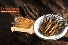 [INFOGRAPHIC] Đông trùng hạ thảo - loại nấm đắt nhất thế giới 