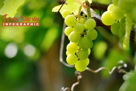 [INFOGRAPHIC] Giống nho "quý tộc" trồng thành công tại Việt Nam