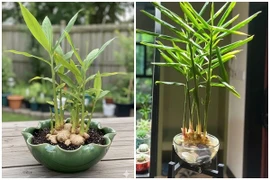 Cách trồng gừng bonsai hút tài lộc vào nhà 