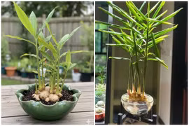Cách trồng gừng bonsai hút tài lộc vào nhà 