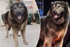 Tận mục chú chó đắt nhất thế giới gần 150 tỷ 