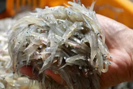 Loại cá "nhà nghèo" hóa đặc sản 300.000/kg ai cũng mê 