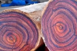 Kỳ lạ loại gỗ thối như "tre ngâm" nhưng giá tiền tỷ 