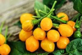 Điều ít biết về loại ớt đắt nhất thế giới, gần tỷ đồng/kg