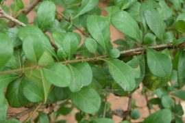 Cây dại mọc bờ rào nay 100.000 đồng/kg dân phố lùng mua