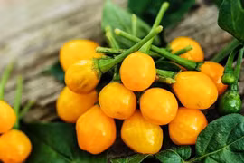 Điều ít biết về loại ớt đắt nhất thế giới, gần tỷ đồng/kg