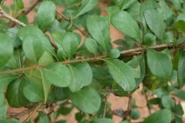 Cây dại mọc bờ rào nay 100.000 đồng/kg dân phố lùng mua