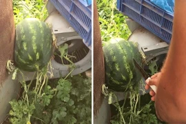 Muôn kiểu mọc oái oăm của trái cây thách thức gia chủ 