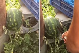 Muôn kiểu mọc oái oăm của trái cây thách thức gia chủ 