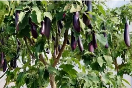 Cận cảnh cây cà tím khổng lồ cho tạ quả gây xôn xao