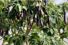 Cận cảnh cây cà tím khổng lồ cho tạ quả gây xôn xao