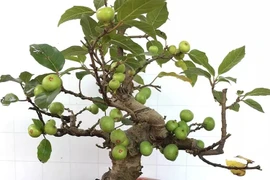 Trồng sung ở đâu trong nhà để "tiền vào như nước"?