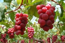 Tận thấy loại nho 250 triệu đồng/chùm gây sốt toàn cầu