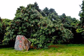 "Sửng sốt" cây vải cho quả 2 tỷ đồng/trái không đủ bán 