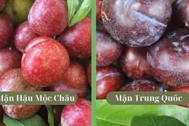 Cách đơn giản phân biệt mận Việt Nam với mận Trung Quốc