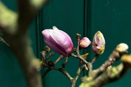 Hoa mộc lan hàng triệu đồng/cành 'đổ bộ' chợ Hà Nội 