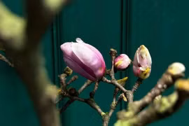 Hoa mộc lan hàng triệu đồng/cành 'đổ bộ' chợ Hà Nội 