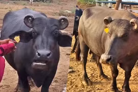 Con trâu hơn 400 triệu, đại gia quyết xuống tiền 