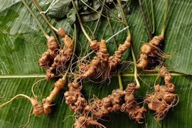 Sâm Lai Châu 300 triệu đồng/kg đặc biệt cỡ nào?