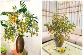 Quất hồng bì trĩu quả "gây sốt", chị em thi nhau đặt mua 