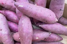Khoai lang Nhật xách tay gần triệu đồng/kg ngon cỡ nào?