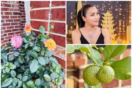 Cận cảnh biệt thự ngập hoa trái của Hồng Ngọc tại Mỹ