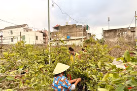 Rủ nhau lặt lá mai thuê kiếm tiền triệu tiêu Tết