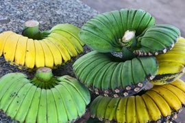 Cận cảnh loại chuối hình dáng lạ được 'săn lùng' dịp Tết