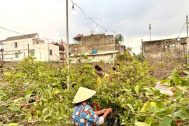 Rủ nhau lặt lá mai thuê kiếm tiền triệu tiêu Tết