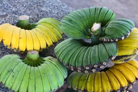 Cận cảnh loại chuối hình dáng lạ được 'săn lùng' dịp Tết