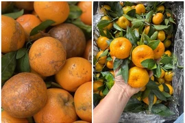 Quýt Trung Quốc 'gắn mác' hàng Việt bán đầy chợ Việt