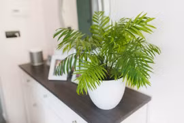 5 loại cây cảnh lá vừa lọc không khí, vừa hút tài lộc