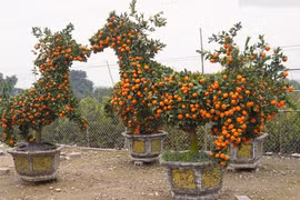 Quýt hình ngựa giá hàng chục triệu đồng hút khách dịp Tết Bính Ngọ 2026