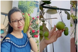 Khu vườn đủ loại cây trái trong biệt thự 400m2 của Cẩm Ly 